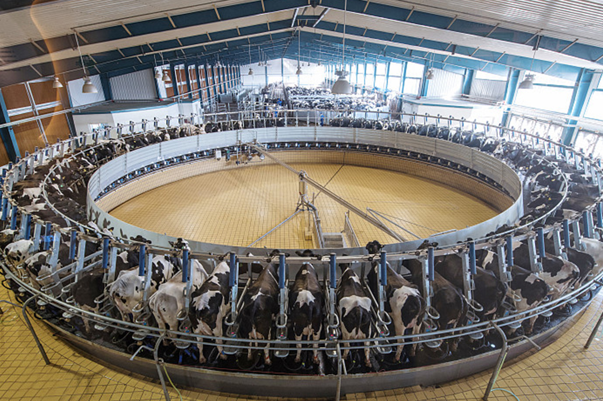 All‑in‑One Beef Cattle Handling Hub