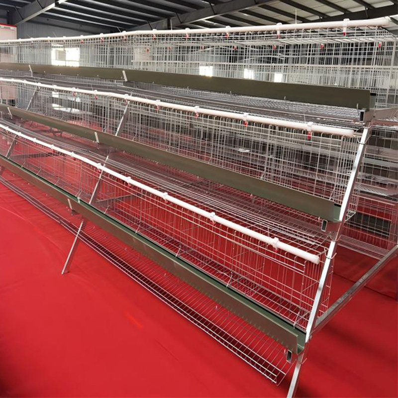 Automatic Chicken Cages