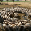 Sheep Fence