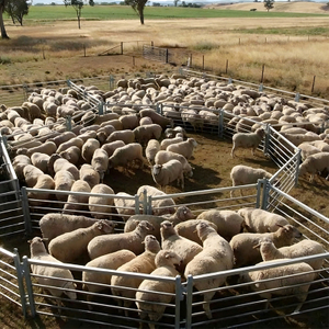 Sheep Fence