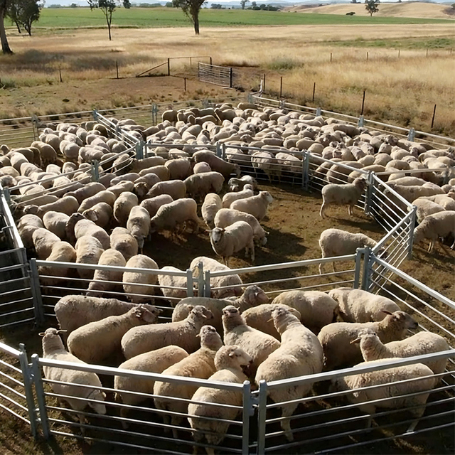 Sheep Fence
