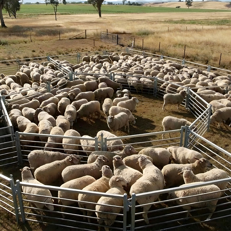Sheep Fence