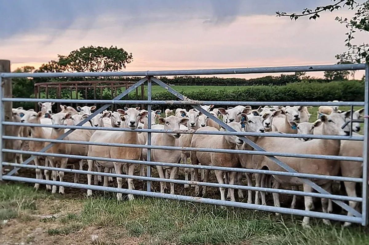 Reliable Pasture Fencing for Peace of Mind
