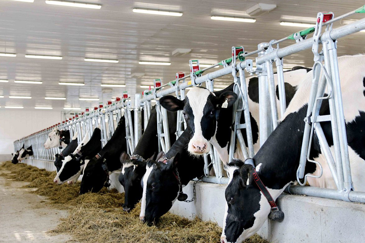 Safe &amp; Stress‑Free Cattle Handling