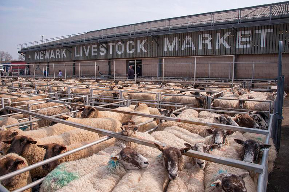 Efficient Sheep Sorting &amp; Loading