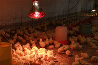 Brooder Heat Lamps