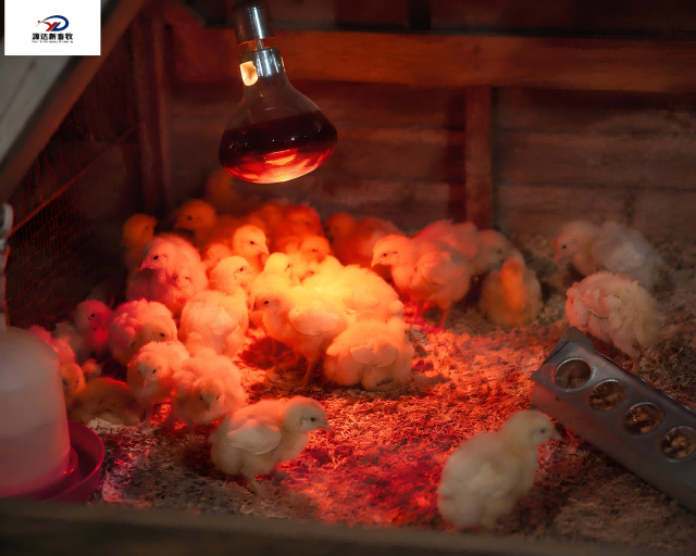 Infrared Heat Lamp Bulb