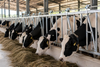 Heavy Duty Cattle Neck Clamp