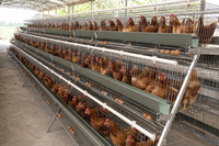 Automatic Layer Cages