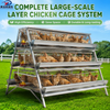 Automatic Chicken Cage System for Poultry Farming, Galvanized Layer Hen Cage Equipment with Feeding and Drinking System