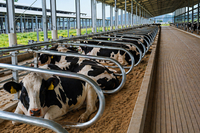 Dairy Cow Free Stalls