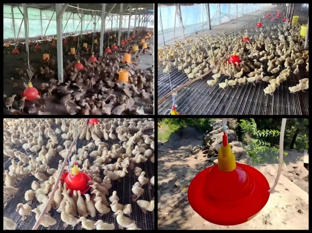 Plasson Automatic Livestock Drinker