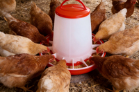 Chicken Feed Bucket