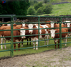 Heavy Duty Cattle Fence Galvanized Livestock Fence Panels for Dairy Farm and Ranch Equipment