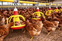 Automatic Broiler Feeders
