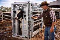 Cattle Squeeze Chute