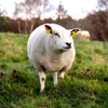 Premium Animal Ear Tags for Cattle, Sheep and Livestock Identification