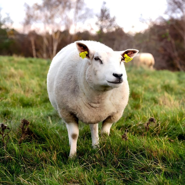 Premium Animal Ear Tags for Cattle, Sheep and Livestock Identification