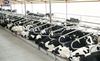 Heavy Duty Cow Free Stall