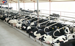 Heavy Duty Cow Free Stall