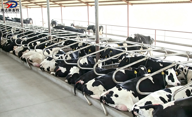 Heavy Duty Cow Free Stall