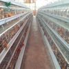 Automatic Chicken Cage System for Poultry Farming, Galvanized Layer Hen Cage Equipment with Feeding and Drinking System